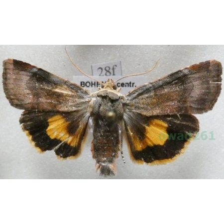 Noctua janthina Denis & Schiffermüller, 1775 Rolnica przepaska Czech28f